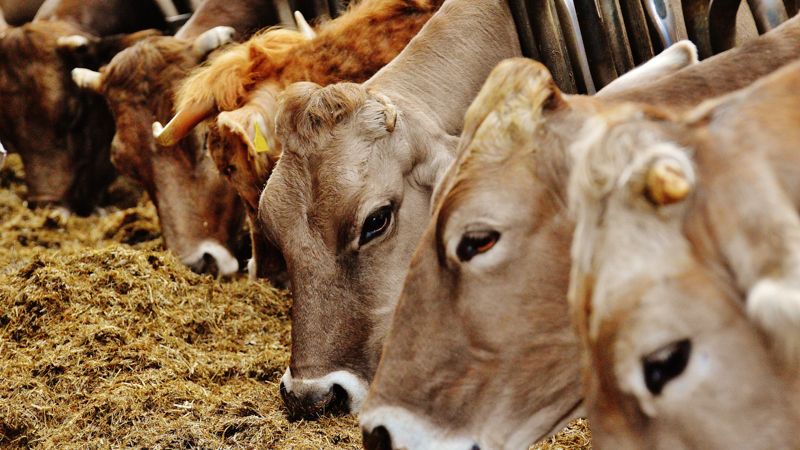 cow urine cow image