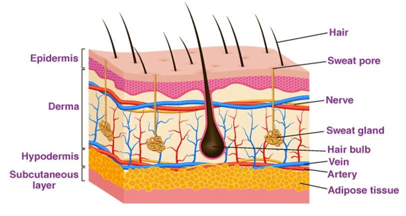 Human Skin